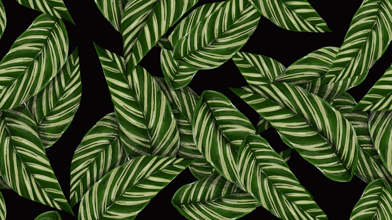 Обои листья, узоры, текстура, зеленый, черный