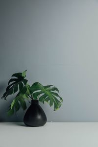 Превью обои листья, ваза, стена