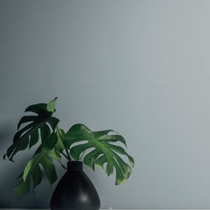 Превью обои листья, ваза, стена