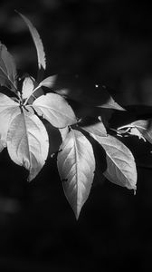 Превью обои листья, ветка, черно-белый, размытие