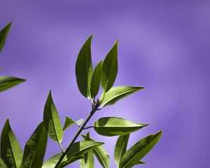 Превью обои листья, ветка, фиолетовый, фон