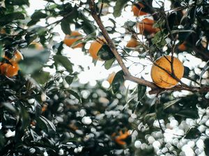 Превью обои листья, ветка, фрукт, мандарин
