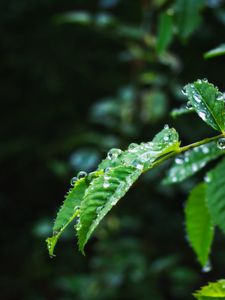 Превью обои листья, ветка, капли, мокрый, макро, зеленый