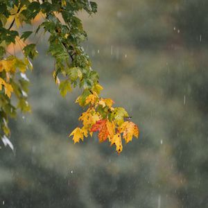 Превью обои листья, ветка, капли, дождь, макро
