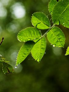 Превью обои листья, ветка, капли, дождь, паутина, макро