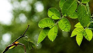 Превью обои листья, ветка, капли, дождь, паутина, макро