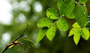 Превью обои листья, ветка, капли, дождь, паутина, макро