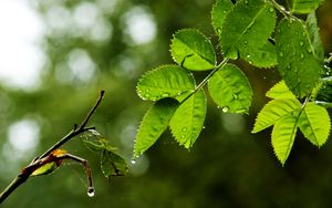 Превью обои листья, ветка, капли, дождь, паутина, макро