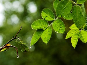 Превью обои листья, ветка, капли, дождь, паутина, макро