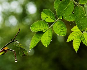 Превью обои листья, ветка, капли, дождь, паутина, макро