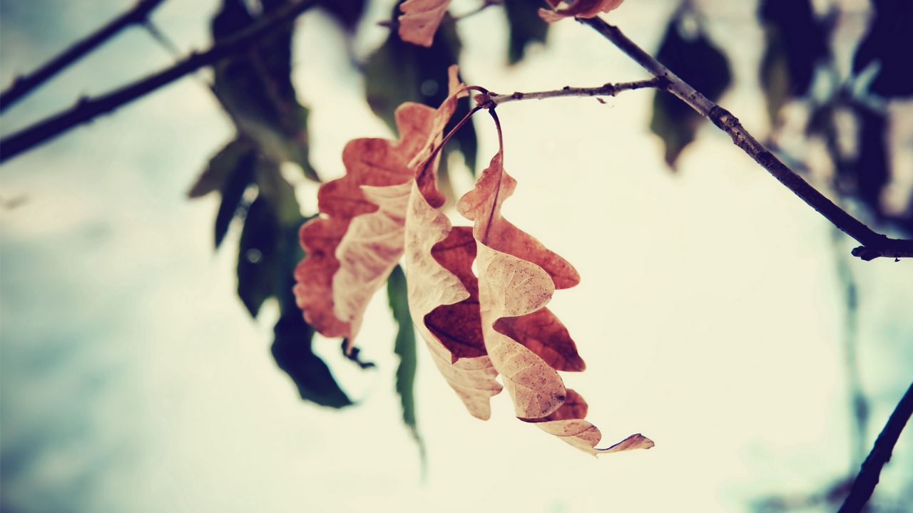 Обои листья, ветка, коричневый, сушеный, осень