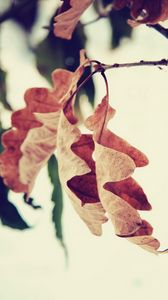 Превью обои листья, ветка, коричневый, сушеный, осень