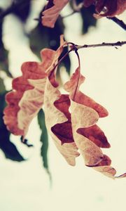 Превью обои листья, ветка, коричневый, сушеный, осень