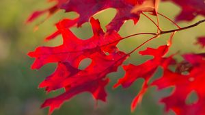 Превью обои листья, ветка, красный, осень, макро