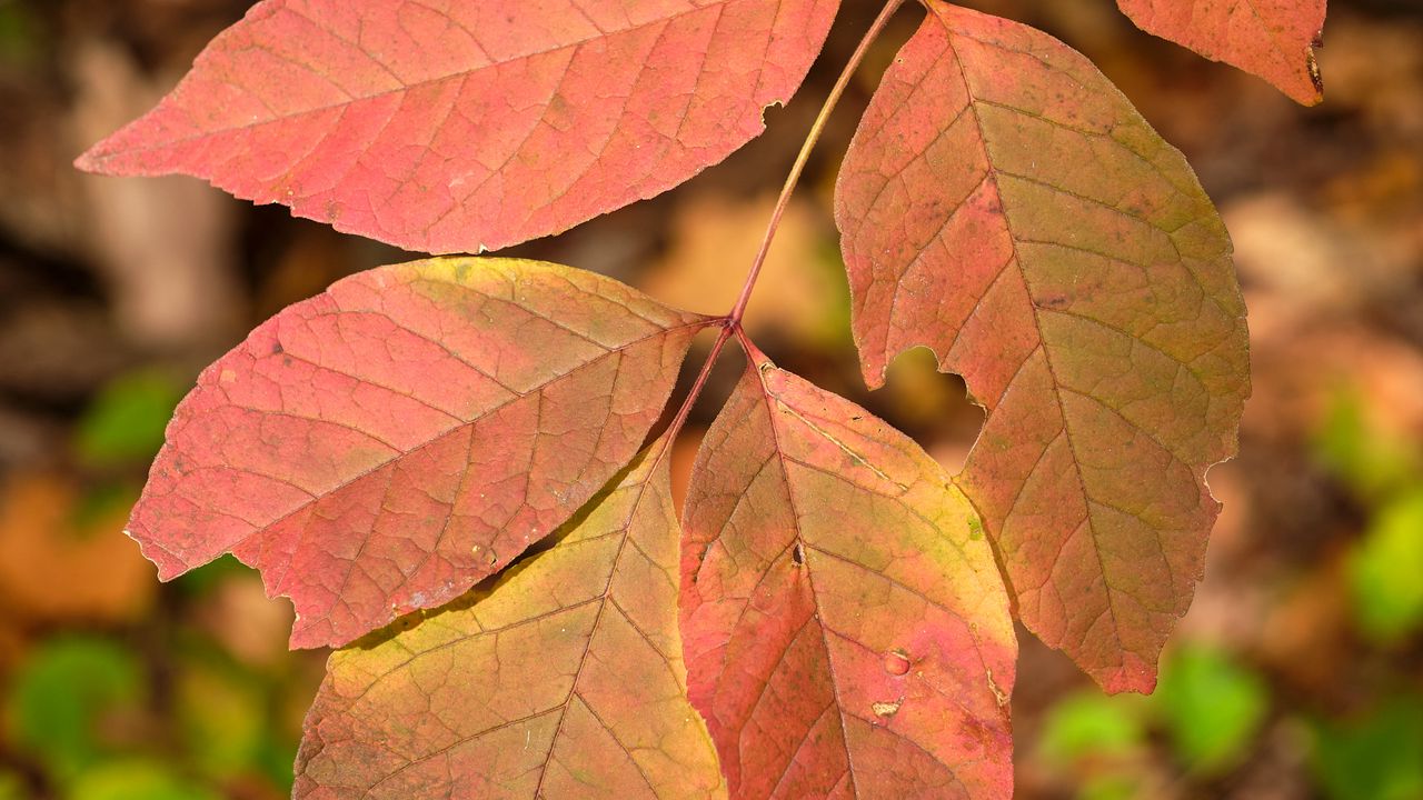 Обои листья, ветка, макро, красный, осень