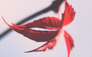 Превью обои листья, ветка, макро, осень, красный