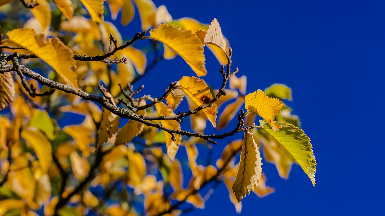 Обои листья, ветка, осень, небо, яркий