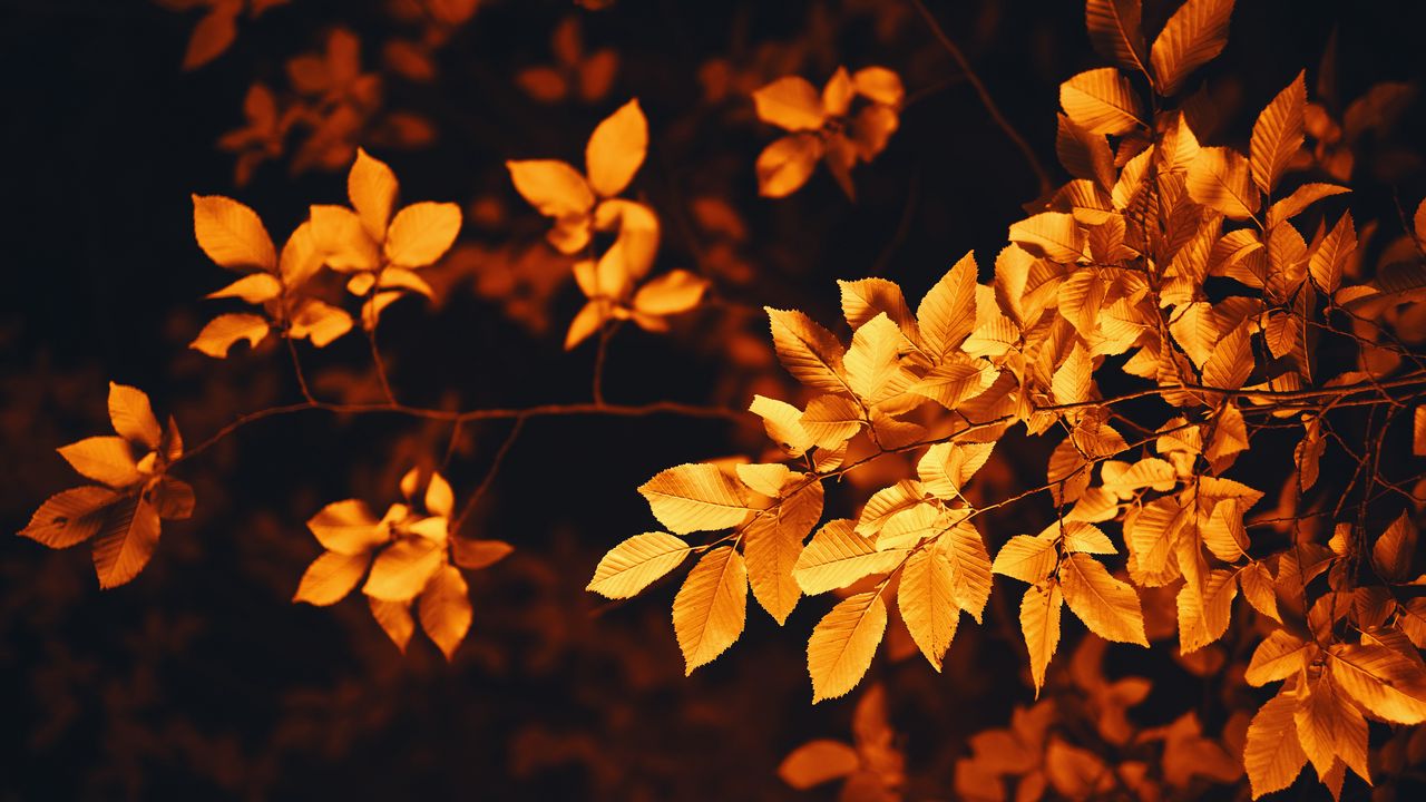 Обои листья, ветка, осень, размытость, листва