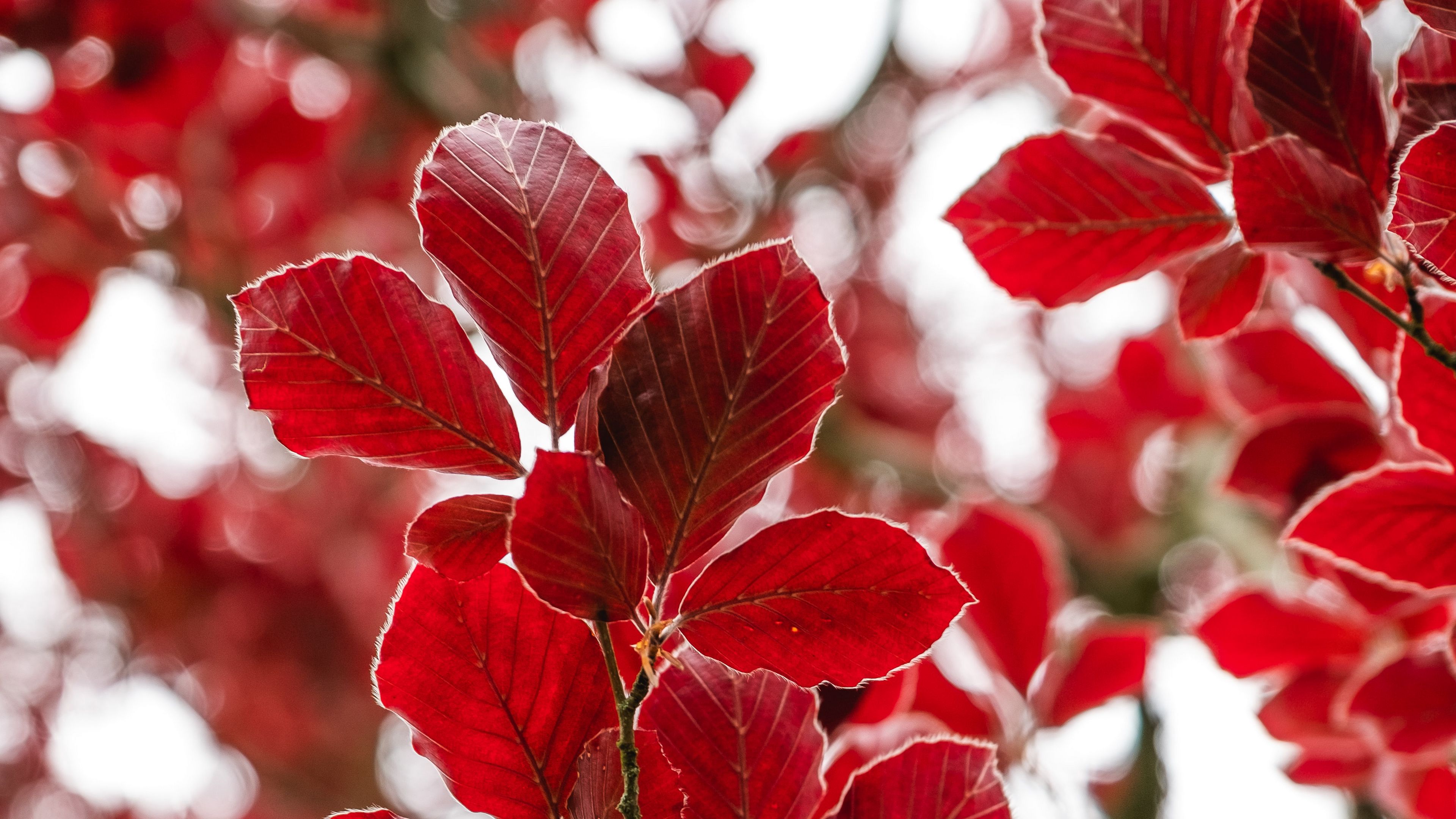 Красная листва 4k