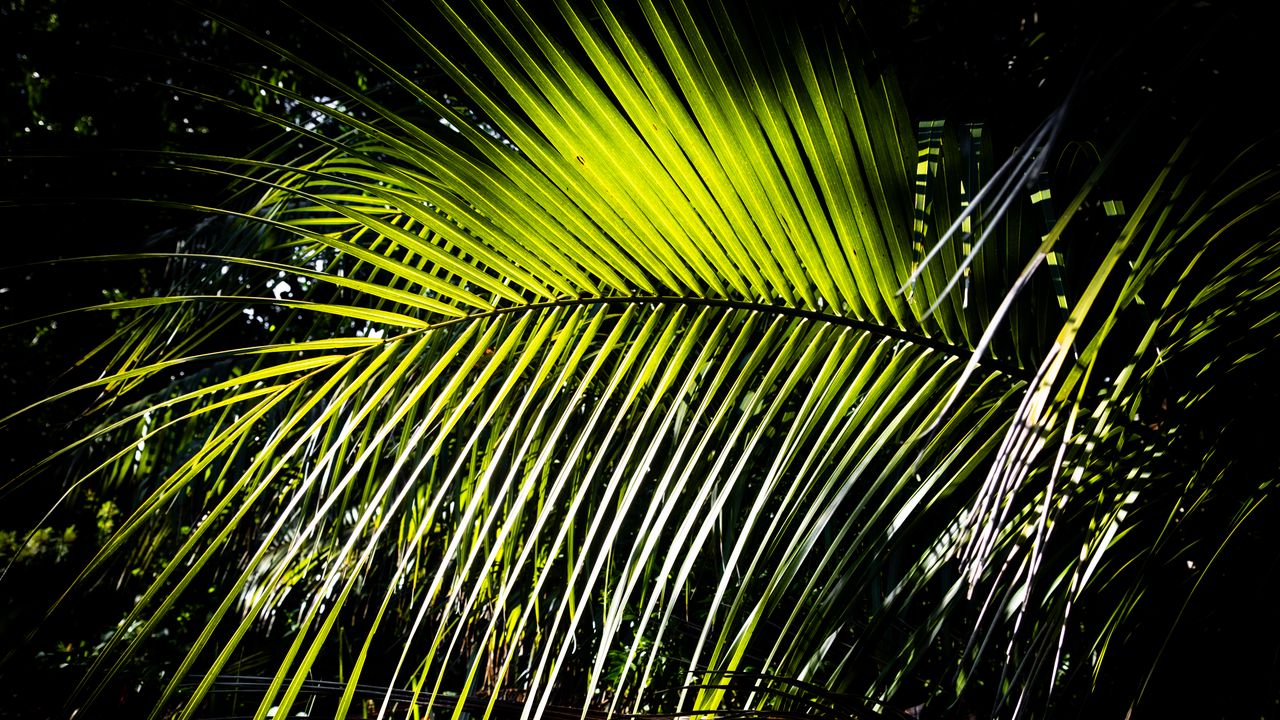 Обои листья, ветка, пальма, свет, тени, природа, зеленый