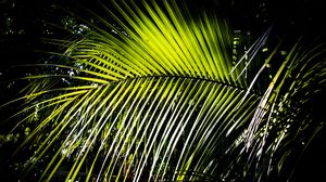 Превью обои листья, ветка, пальма, свет, тени, природа, зеленый