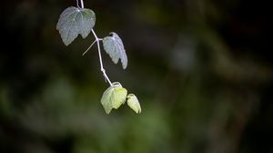 Превью обои листья, ветка, размытие, макро, растение