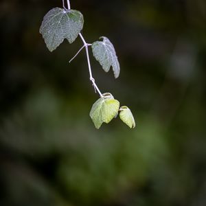 Превью обои листья, ветка, размытие, макро, растение