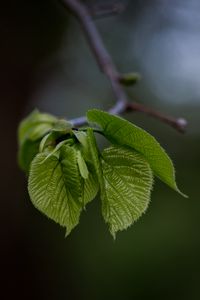 Превью обои листья, ветка, размытость
