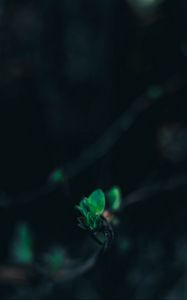 Превью обои листья, ветка, размытость, зеленый, макро, крупным планом