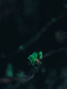 Превью обои листья, ветка, размытость, зеленый, макро, крупным планом