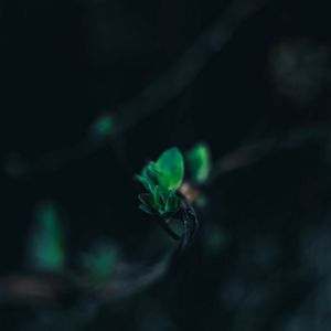 Превью обои листья, ветка, размытость, зеленый, макро, крупным планом