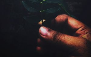 Превью обои листья, ветка, рука, пальцы
