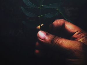 Превью обои листья, ветка, рука, пальцы