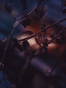 Превью обои листья, ветка, сухой, куст, размытость