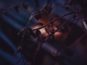 Превью обои листья, ветка, сухой, куст, размытость