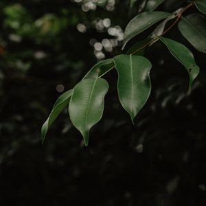 Превью обои листья, ветка, зеленый, размытость, блики, боке