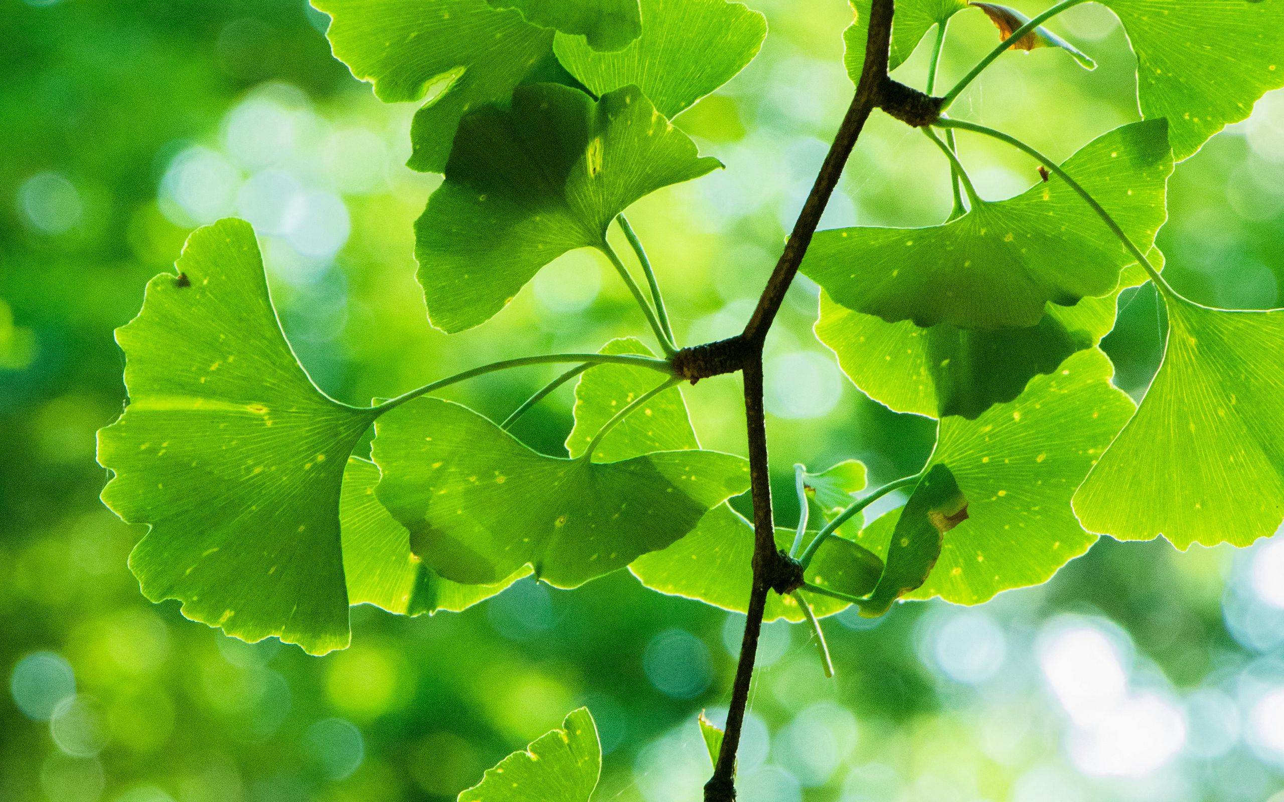к чему снится зеленая ветка. в букетах мелкие листочки. к чему снится зеленая ветка. к чему снится зеленая ветка. к чему снится зеленая ветка.