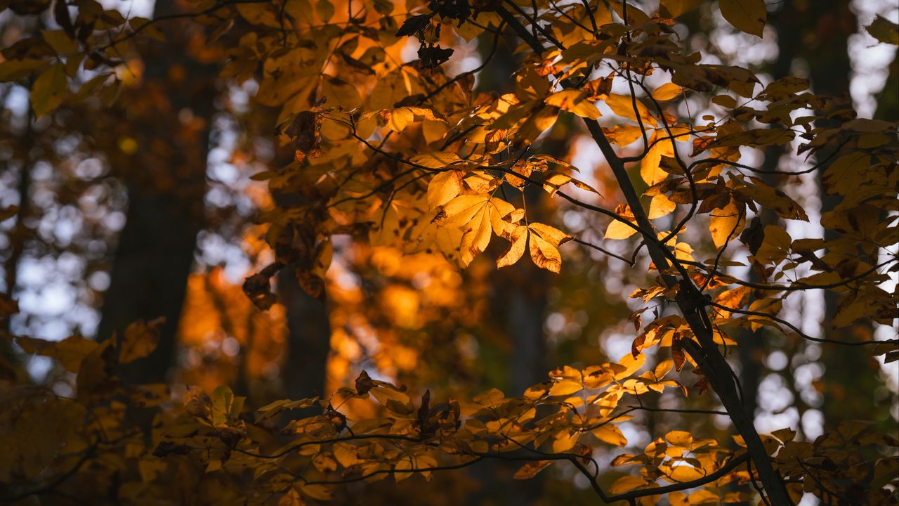 Обои листья, ветки, деревья, солнечный свет, размытие, осень
