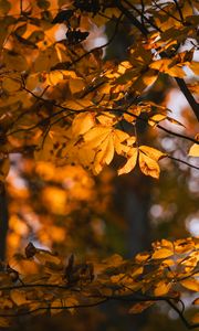 Превью обои листья, ветки, деревья, солнечный свет, размытие, осень