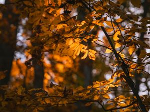Превью обои листья, ветки, деревья, солнечный свет, размытие, осень