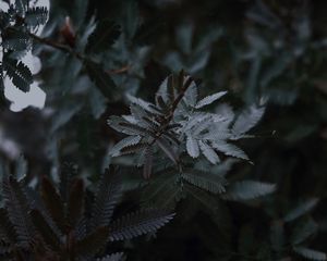 Превью обои листья, ветки, дерево, растение, крупный план
