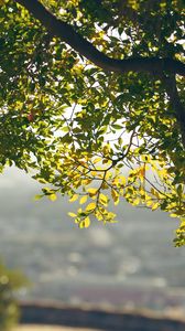 Превью обои листья, ветки, дерево, размытие