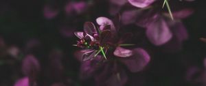 Превью обои листья, ветки, фиолетовый, макро