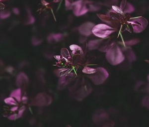 Превью обои листья, ветки, фиолетовый, макро