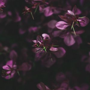 Превью обои листья, ветки, фиолетовый, макро