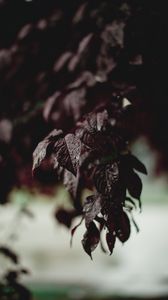Превью обои листья, ветки, капли, мокрый, макро