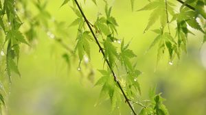 Превью обои листья, ветки, капли, дождь, зеленый