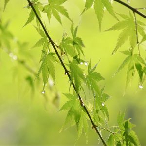 Превью обои листья, ветки, капли, дождь, зеленый