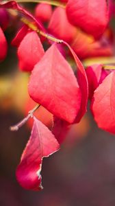 Превью обои листья, ветки, красный, макро, осень