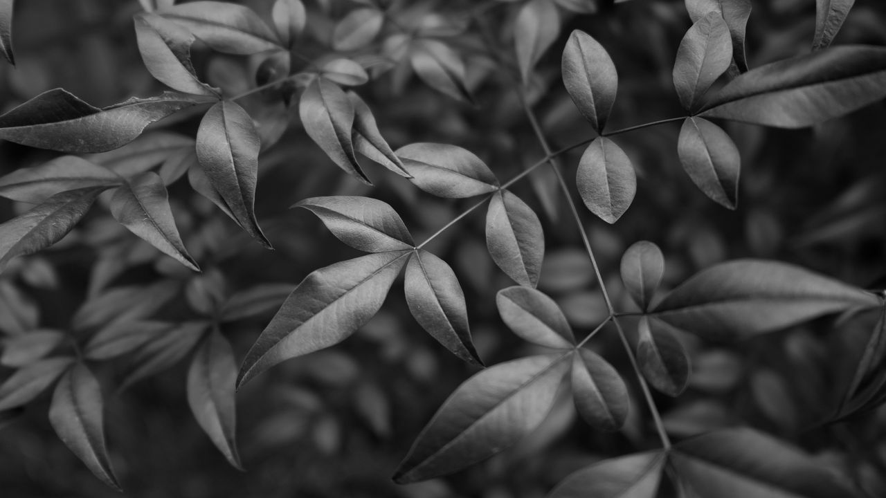 Обои листья, ветки, макро, черно-белый